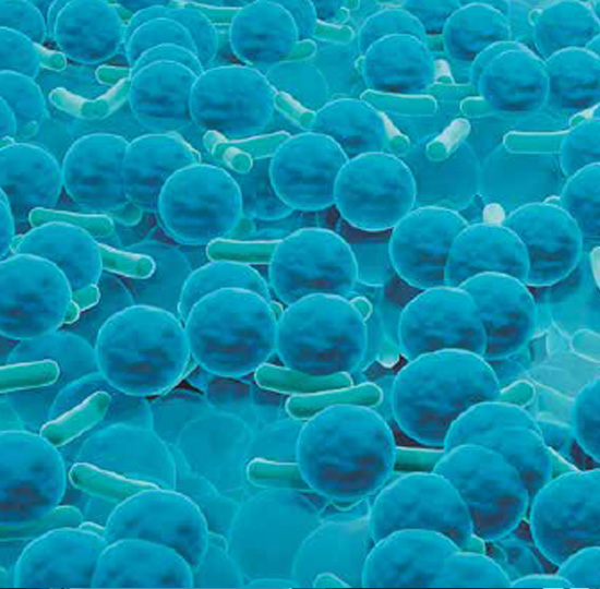 Comunidad compleja de microorganismos (Biofilm)